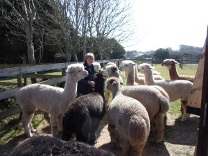 Logo Image of an Alpaca