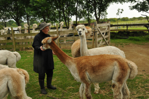 Logo Image of an Alpaca