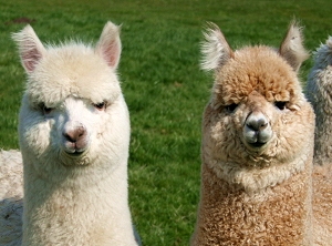 Logo Image of an Alpaca